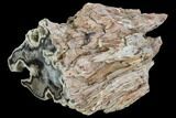 Polished Petrified Wood (Conifer) Section - Horse Canyon #103885-2